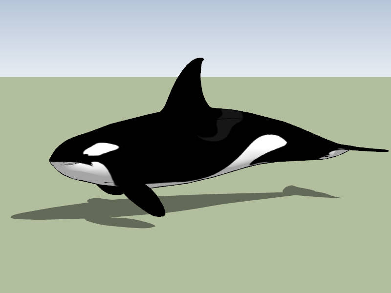 Orca Killer Whale sketchup model preview - SketchupBox