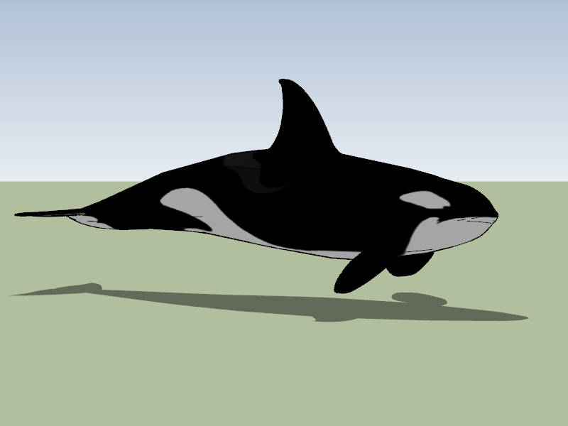 Orca Killer Whale sketchup model preview - SketchupBox