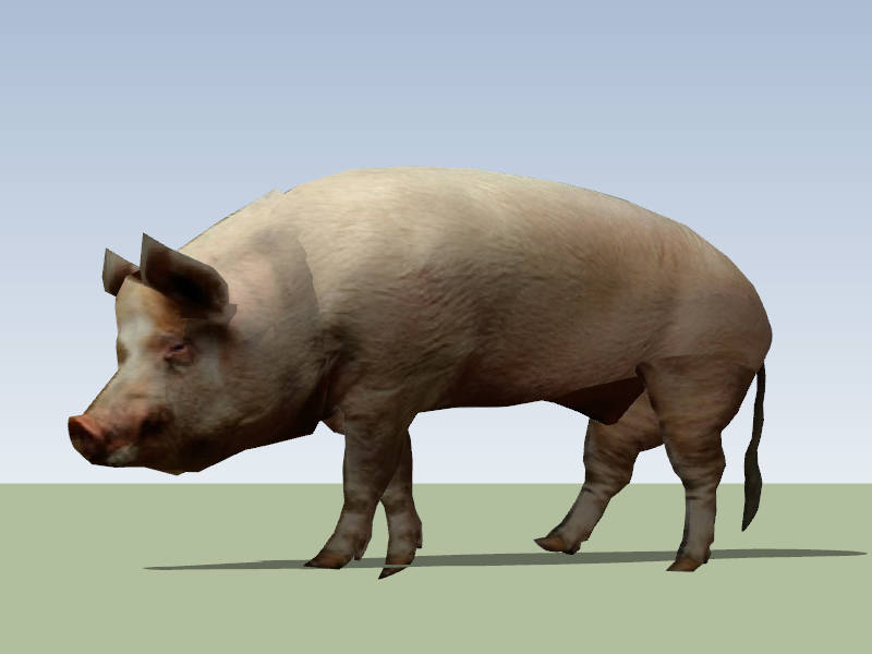 Adult Pig sketchup model preview - SketchupBox
