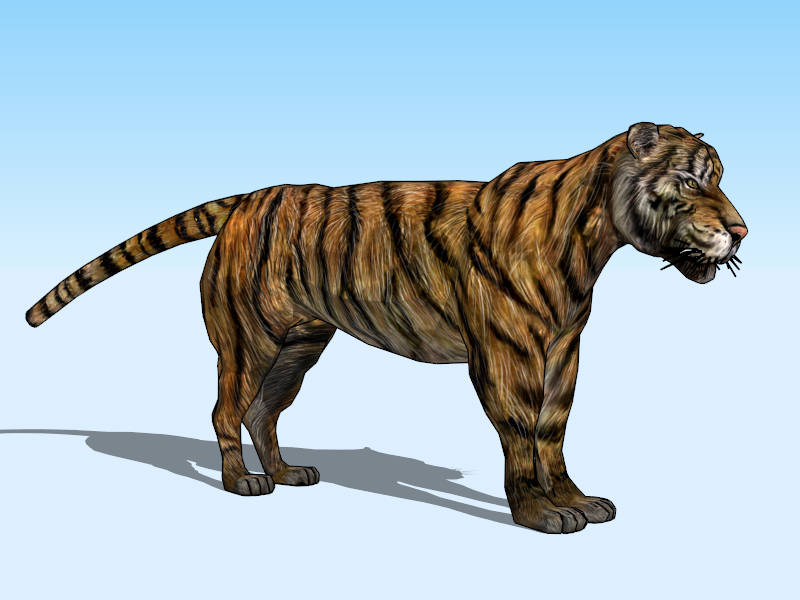 Male Tiger sketchup model preview - SketchupBox