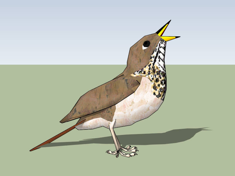 Bicknell's Thrush sketchup model preview - SketchupBox