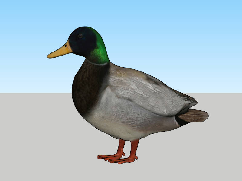 Mallard Duck sketchup model preview - SketchupBox