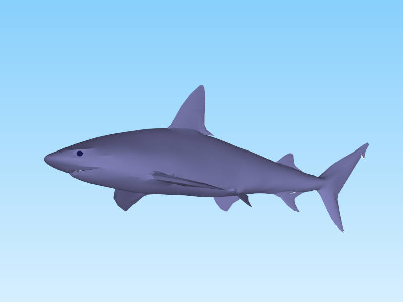 Blue Shark sketchup model preview - SketchupBox