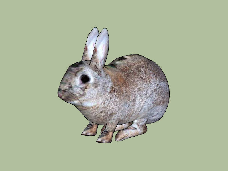 Cute Wild Rabbit sketchup model preview - SketchupBox