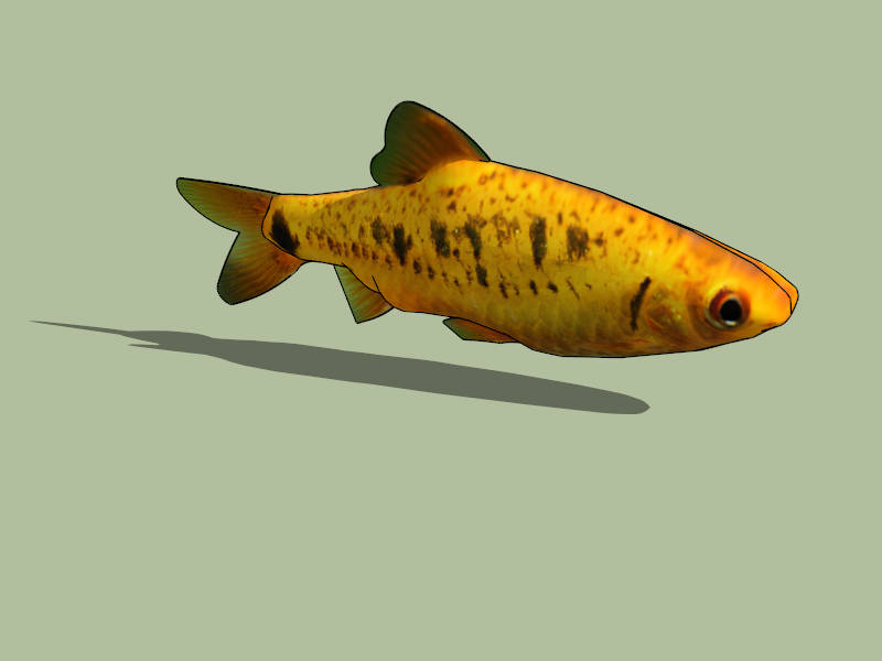 Koi Carp Fish sketchup model preview - SketchupBox