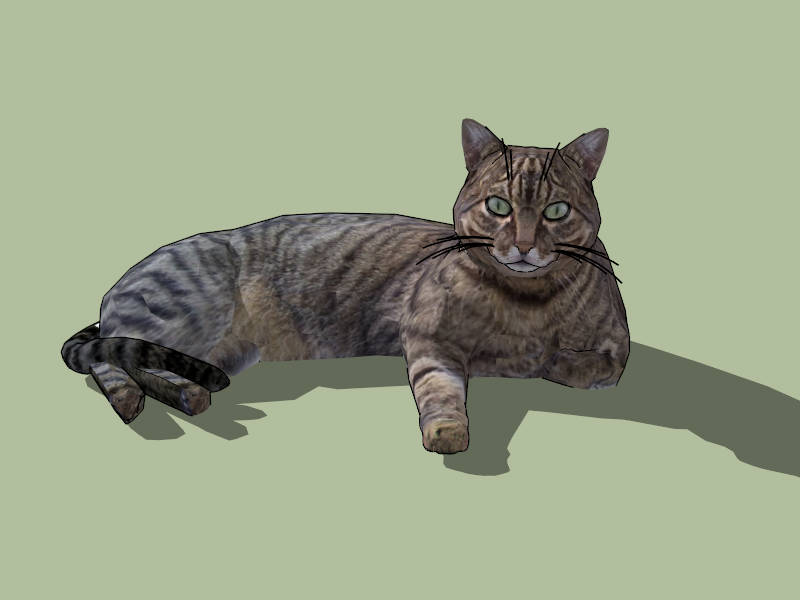 American Shorthair Cat sketchup model preview - SketchupBox
