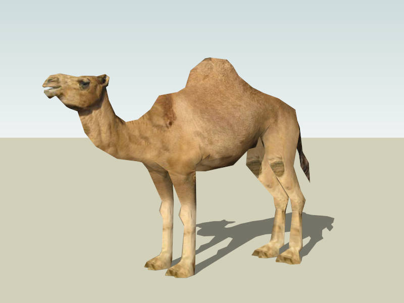 Dromedary Camel sketchup model preview - SketchupBox