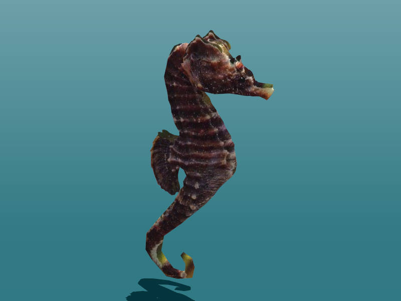 Short-Snouted Seahorse sketchup model preview - SketchupBox