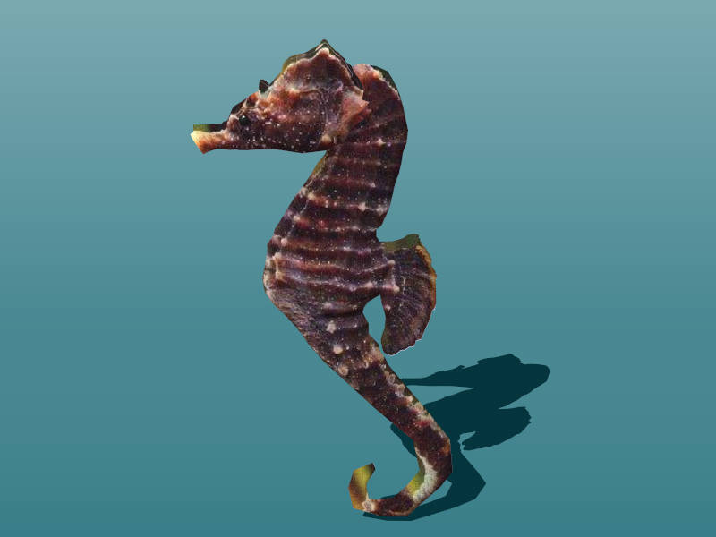 Short-Snouted Seahorse sketchup model preview - SketchupBox