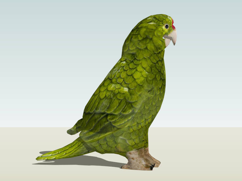 Norfolk Parakeet Parrot sketchup model preview - SketchupBox