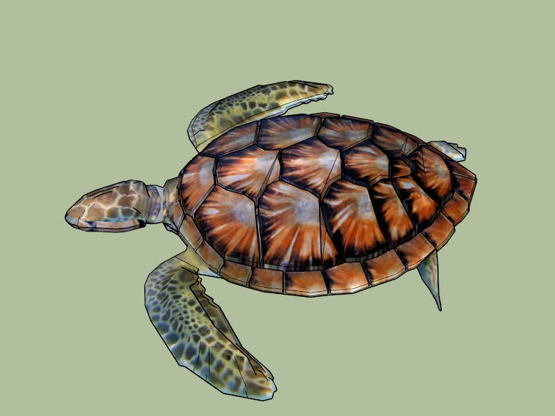 Colorful Sea Turtle sketchup model preview - SketchupBox