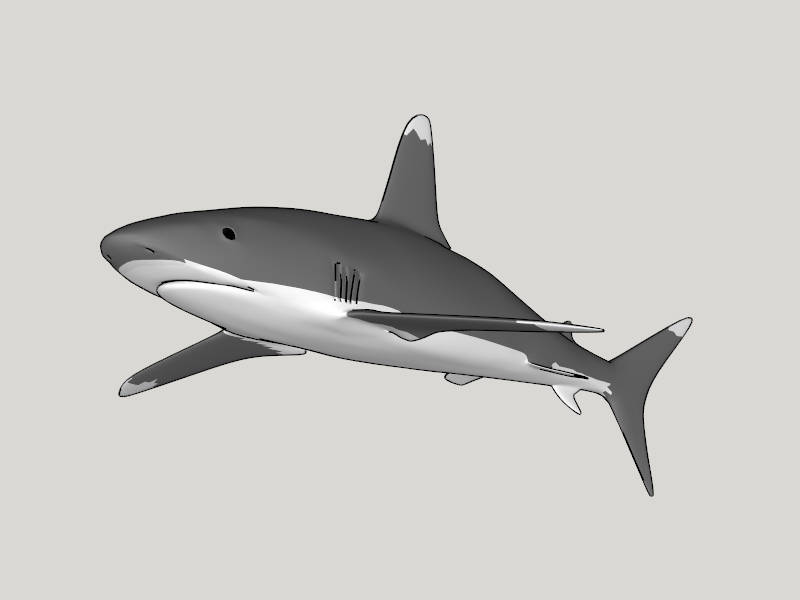Bull Shark sketchup model preview - SketchupBox