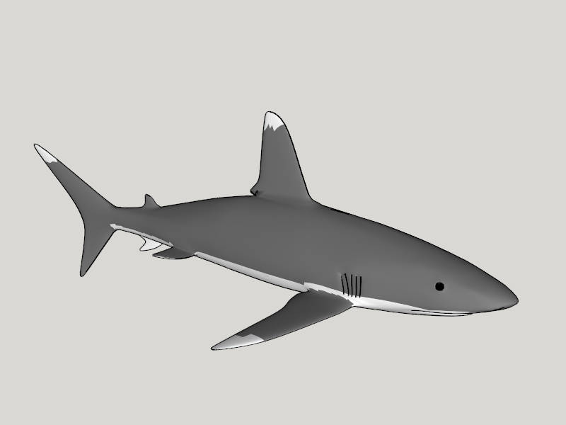Bull Shark sketchup model preview - SketchupBox