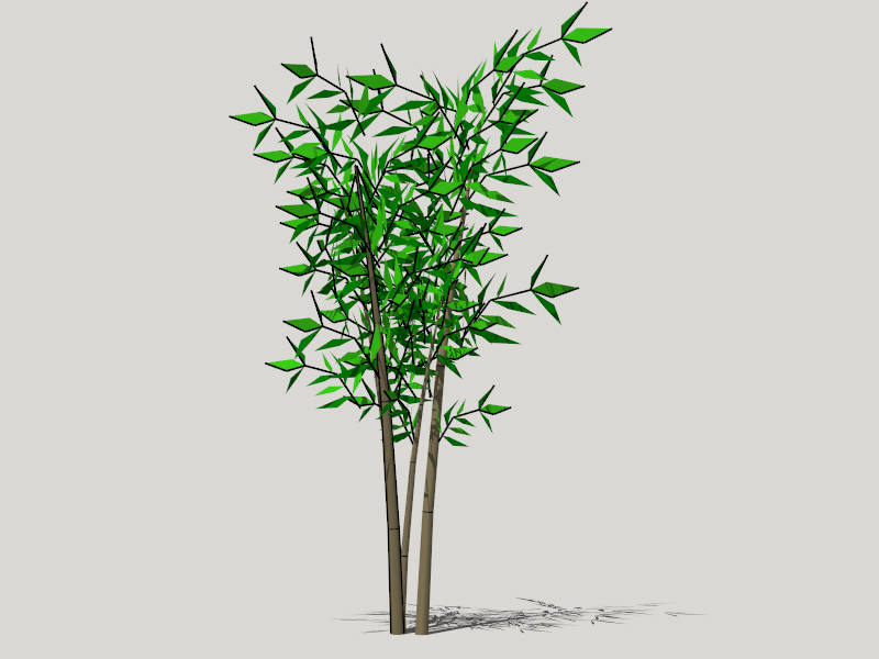 Bamboo Tree Plant sketchup model preview - SketchupBox