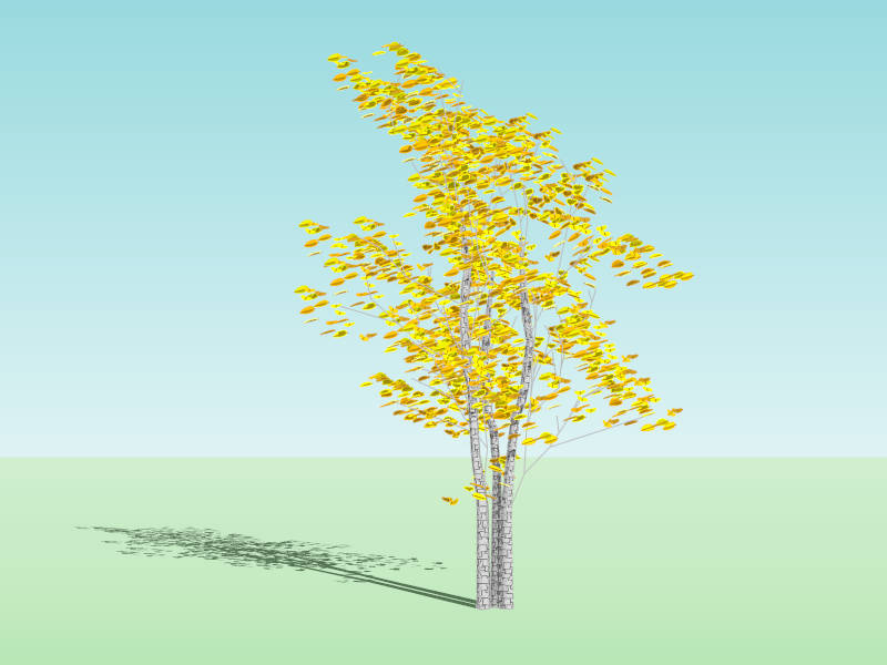 Deciduous Tree Yellow Birch in Autumn sketchup model preview - SketchupBox