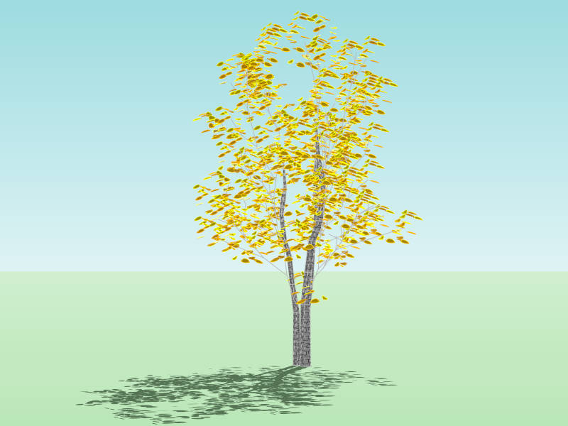 Deciduous Tree Yellow Birch in Autumn sketchup model preview - SketchupBox