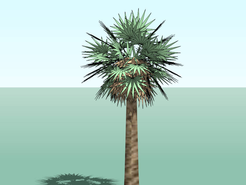 Tropical Fan Palm sketchup model preview - SketchupBox