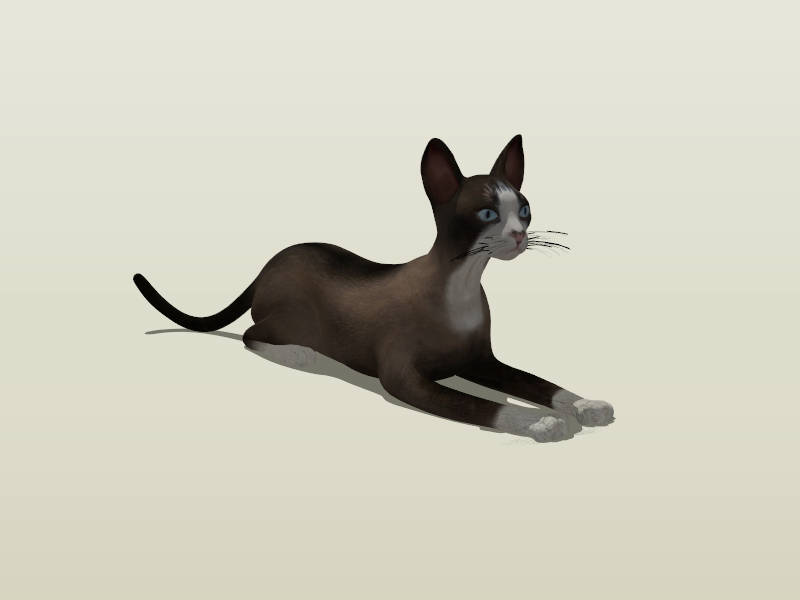 Oriental Shorthair Cat sketchup model preview - SketchupBox