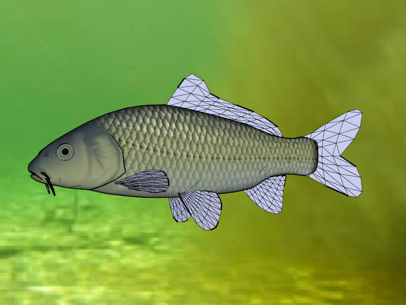 Common Carp Fish sketchup model preview - SketchupBox