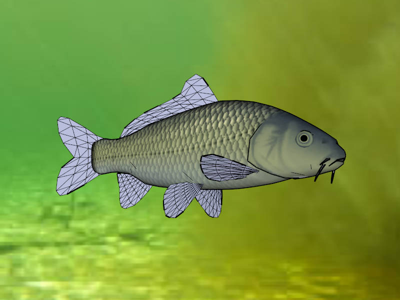 Common Carp Fish sketchup model preview - SketchupBox