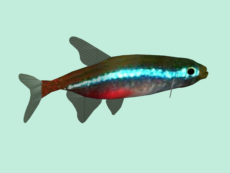 Neon Tetra Fish sketchup model preview - SketchupBox