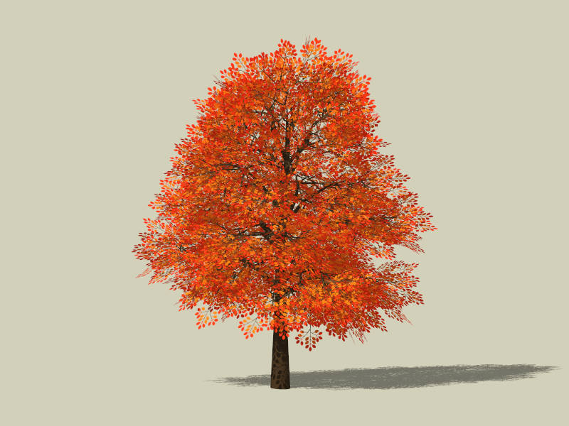 Red Leaf Tree in Fall sketchup model preview - SketchupBox