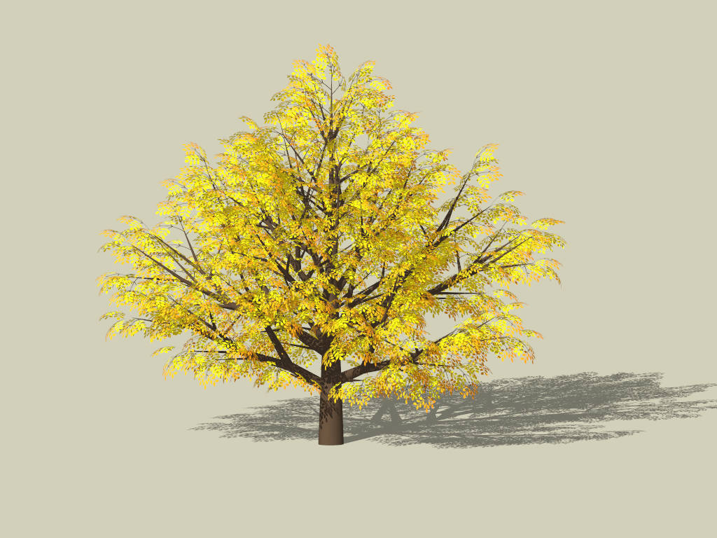 Big Broadleaf Tree in Autumn sketchup model preview - SketchupBox