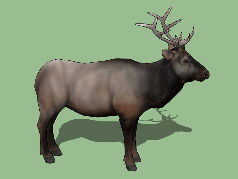 Male Bull Elk sketchup model preview - SketchupBox