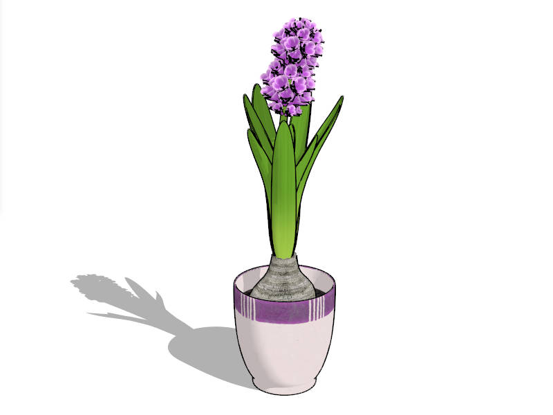 Potted Hyacinth sketchup model preview - SketchupBox