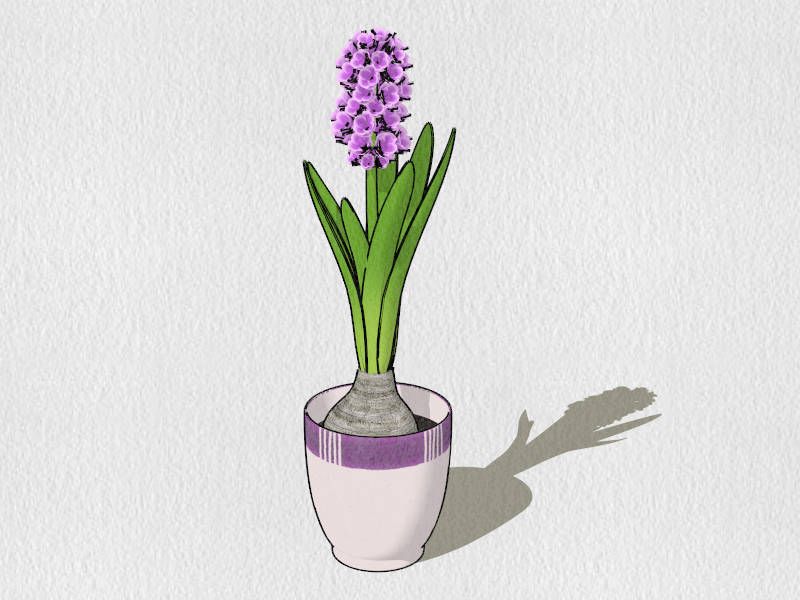 Potted Hyacinth sketchup model preview - SketchupBox