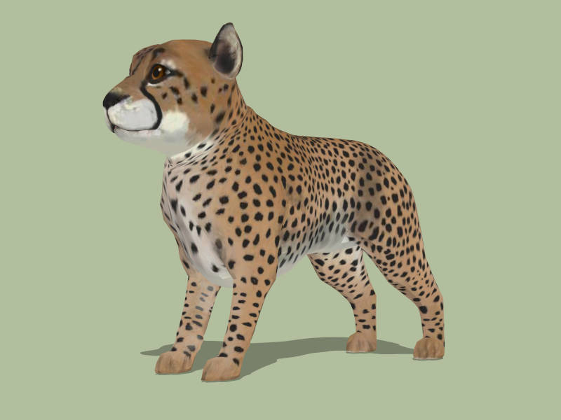 Baby Leopard sketchup model preview - SketchupBox