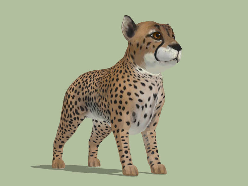 Baby Leopard sketchup model preview - SketchupBox