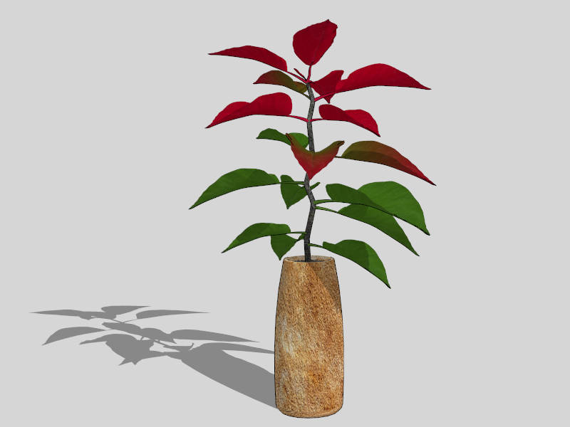 Potted Rubber Tree sketchup model preview - SketchupBox