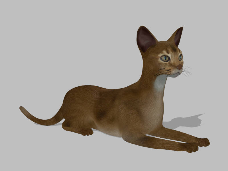 Cornish Rex Cat sketchup model preview - SketchupBox