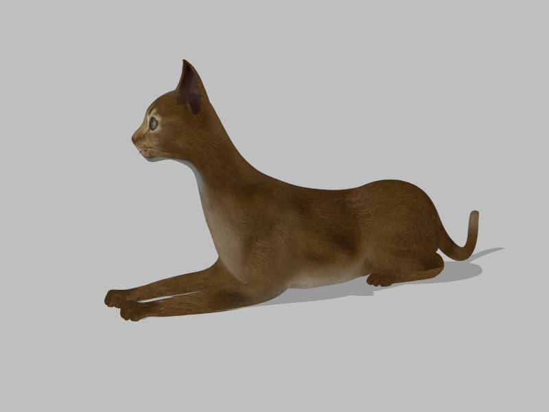 Cornish Rex Cat sketchup model preview - SketchupBox
