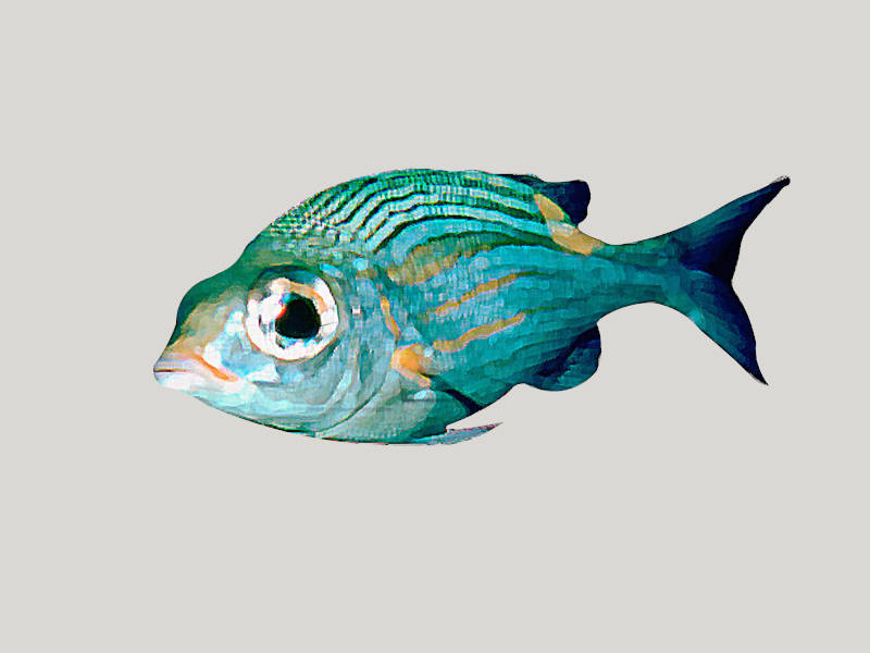 Green Tiger Barb Fish sketchup model preview - SketchupBox