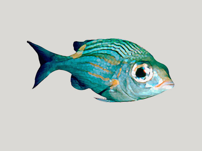 Green Tiger Barb Fish sketchup model preview - SketchupBox