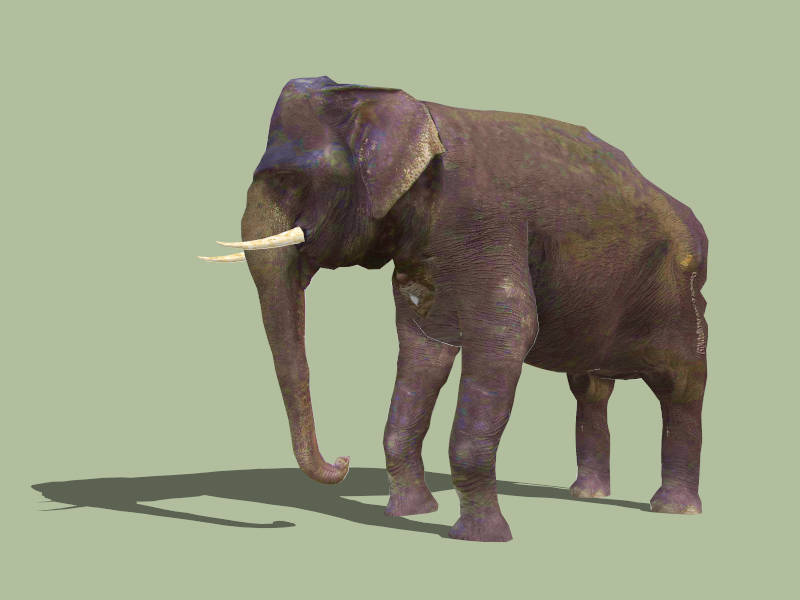 African Bush Elephant sketchup model preview - SketchupBox