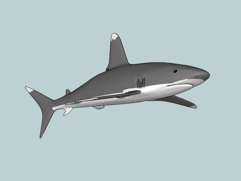 Cretoxyrhina Shark sketchup model preview - SketchupBox