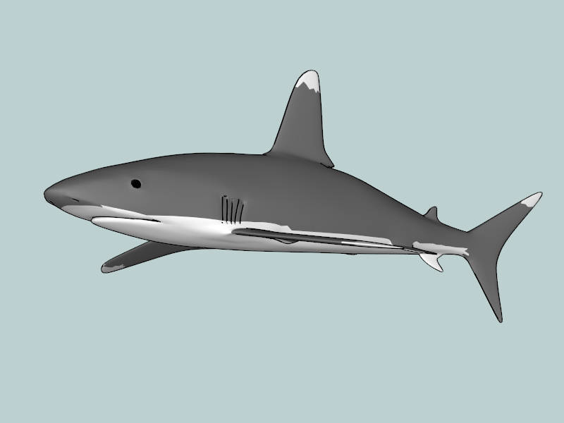 Cretoxyrhina Shark sketchup model preview - SketchupBox