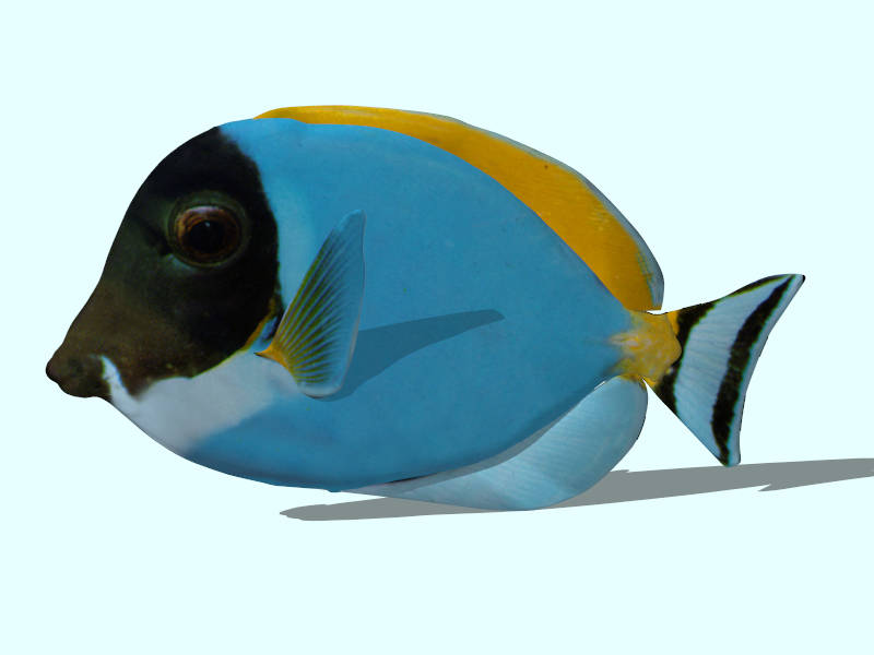 Powder Blue Surgeonfish sketchup model preview - SketchupBox