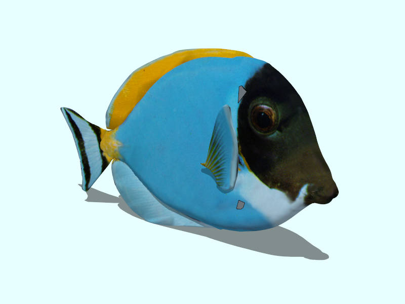 Powder Blue Surgeonfish sketchup model preview - SketchupBox