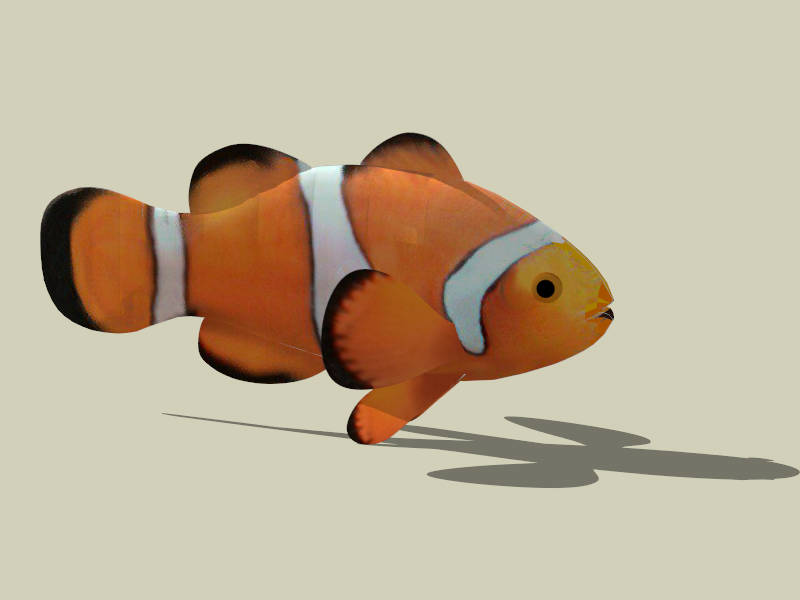 Clownfish sketchup model preview - SketchupBox