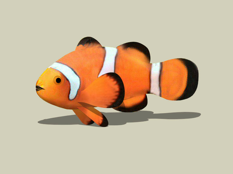 Clownfish sketchup model preview - SketchupBox