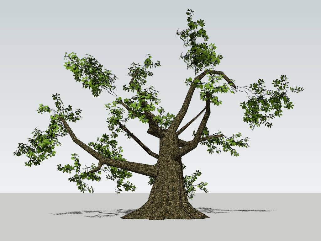 Old Oak Tree sketchup model preview - SketchupBox