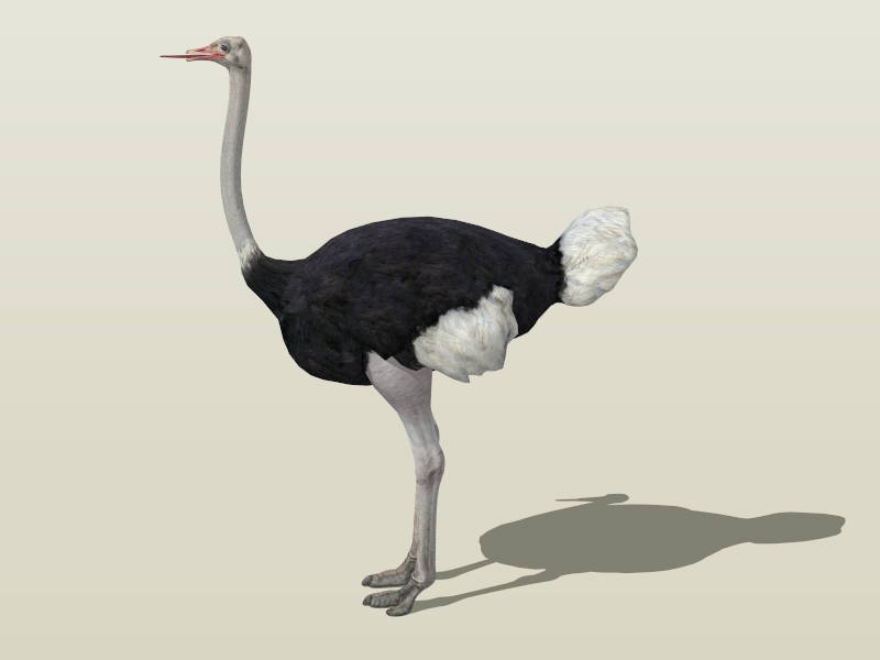 Common Ostrich sketchup model preview - SketchupBox