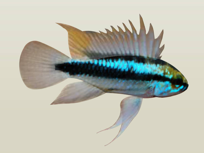 Three-striped Dwarf Cichlid sketchup model preview - SketchupBox