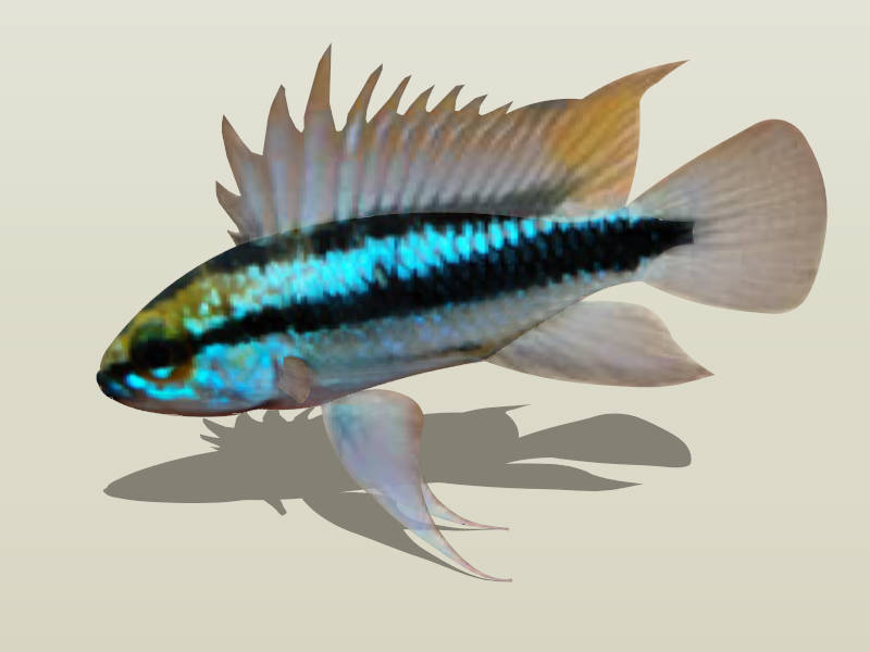 Three-striped Dwarf Cichlid sketchup model preview - SketchupBox