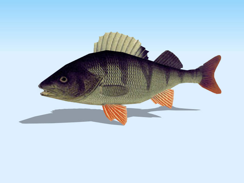 Black Bass Fish sketchup model preview - SketchupBox