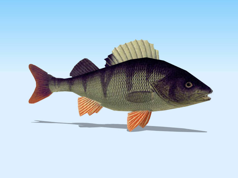 Black Bass Fish sketchup model preview - SketchupBox